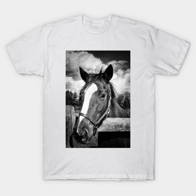 Horse Portrait T-Shirt by JimDeFazioPhotography